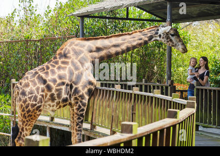 Happy mother and son watching et d'alimentation girafe zoo. Happy Family having fun avec des animaux du parc safari de jour d'été. Banque D'Images