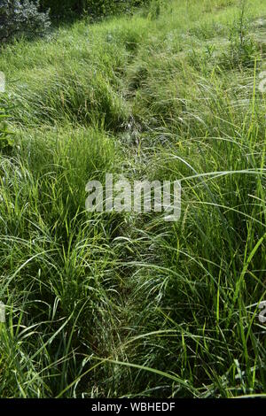 Chemin dans l'herbe verte. Très clair et de coupe courbe légèrement chemin menant à travers un champ d'herbe verte fraîche rugueux Banque D'Images