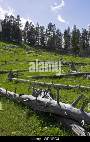 Les arbres morts sur la cuisson de colline dans la partie supérieure de la Hayden Valley Parc National de Yellowstone au Wyoming USA Banque D'Images