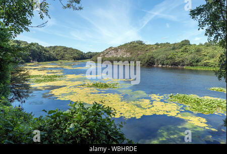 Beaux étangs de lys à Bosherston, Pembroke, au Pays de Galles Banque D'Images