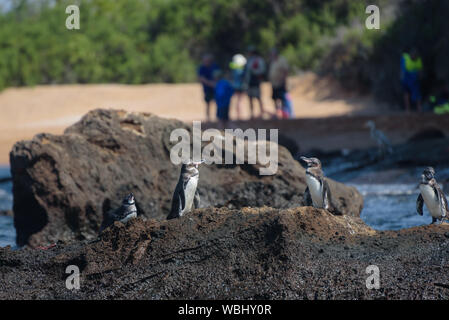 Groupe des pingouins sur un rocher avec les touristes en arrière-plan sur l'île de Santiago, l'île des Galapagos, Equateur, Amérique du Sud. Banque D'Images