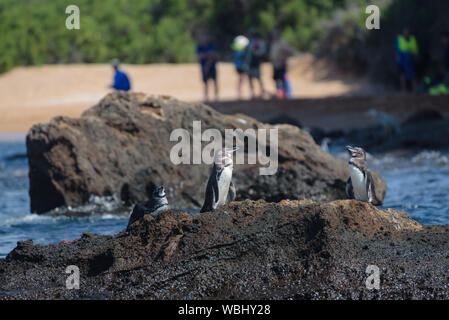 Groupe des pingouins sur un rocher avec les touristes en arrière-plan sur l'île de Santiago, l'île des Galapagos, Equateur, Amérique du Sud. Banque D'Images