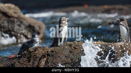 Groupe de pingouins des Galapagos sur un rocher dans l'île de Santiago, l'île des Galapagos, Equateur, Amérique du Sud. Banque D'Images