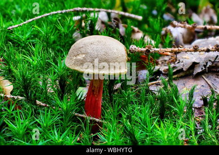 Xerocomellus chrysenteron dans une forêt de champignons Banque D'Images