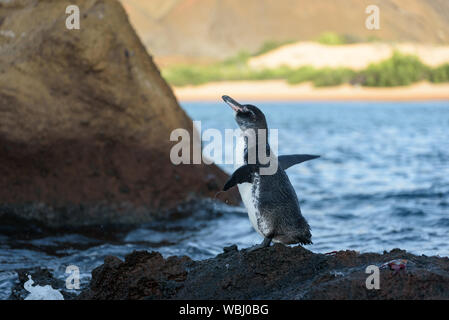 Un manchot des Galapagos sur un rocher dans l'île de Santiago, l'île des Galapagos, Equateur, Amérique du Sud. Banque D'Images