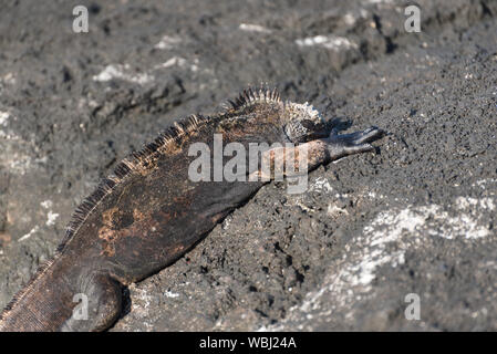 Un iguane marin à Puerto Egas Egas (Port) sur l'île de Santiago, Galapagos, Equateur, Amérique du Sud. Banque D'Images