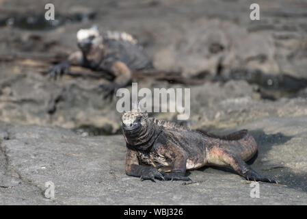 Iguane marin deux bains de soleil à Puerto Egas Egas (Port) sur l'île de Santiago, Galapagos, Equateur, Amérique du Sud. Banque D'Images