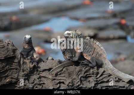 Iguane marin de Puerto Egas Egas (Port) sur l'île de Santiago, Galapagos, Equateur, Amérique du Sud. Banque D'Images