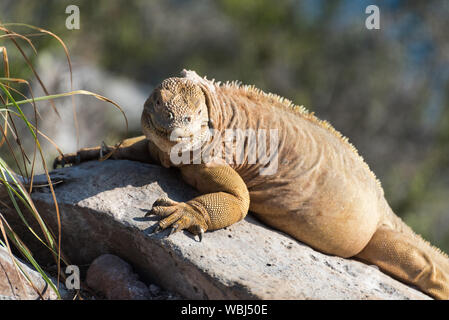 Santa Fe Land Iguana sur Santa Fe Island, îles Galapagos, Equateur, Amérique du Sud. Banque D'Images