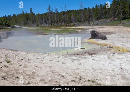 Le barattage chaudron et American bison Bos bison de Volcan de boue le Parc National de Yellowstone au Wyoming USA Juin 215 Banque D'Images