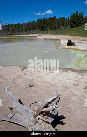 Le barattage chaudron et American bison Bos bison de Volcan de boue le Parc National de Yellowstone au Wyoming USA Juin 215 Banque D'Images