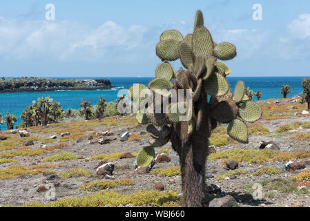 Cactus géant (Opuntia echios barringtonensis) sur South Plaza, îles Galapagos, Equateur, Amérique du Sud. Banque D'Images