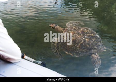 Regarder un tourisme vert Galapagos Tortue de l'embarcation à Black Turtle Cove, Santa Cruz, Galapagos, Equateur, Amérique du Sud. Banque D'Images