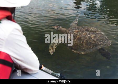 Regarder un tourisme vert Galapagos Tortue de l'embarcation à Black Turtle Cove, Santa Cruz, Galapagos, Equateur, Amérique du Sud. Banque D'Images