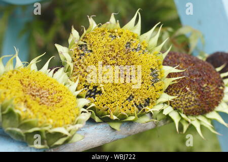 L'Helianthus annuus. Dans un séchage seedheads tournesol jardin intérieur. UK Banque D'Images