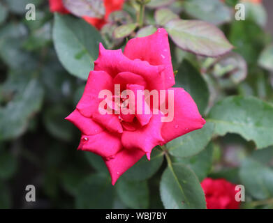 Belle fleur rose rouge dans le jardin Banque D'Images