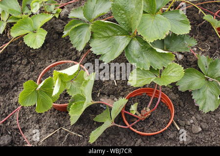 Porteur de fraises. Nouvelles de multiplication de plants de fraisiers porteur à la fin de l'été. UK Banque D'Images