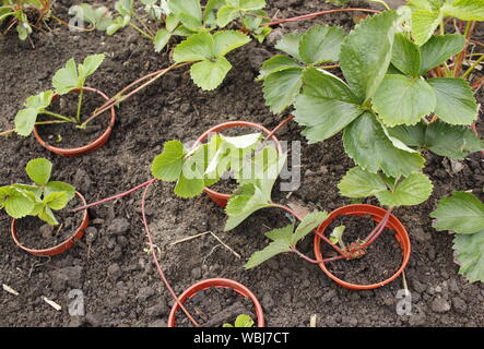 Porteur de fraises. Nouvelles de multiplication de plants de fraisiers porteur à la fin de l'été. UK Banque D'Images