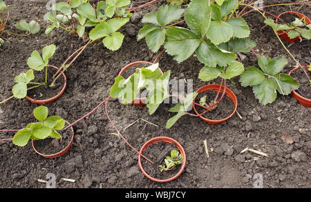 Porteur de fraises. Nouvelles de multiplication de plants de fraisiers porteur à la fin de l'été. UK Banque D'Images