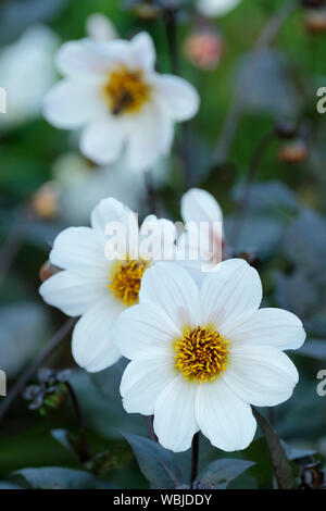 Close-up de fleurs blanches de Dahlia 'Bishop of Dover' Banque D'Images