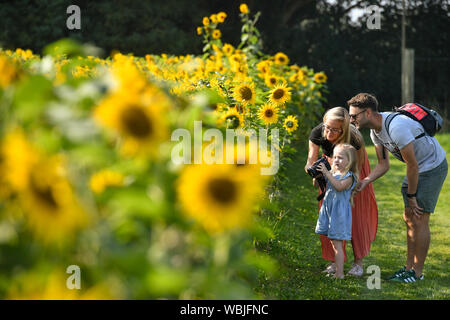 Jodie Dempster (gauche), Lillie et Dempster Adam Howitt par un champ de tournesols par Becketts ferme en Wythall, Warwickshire, à la suite de la maison de banque Août le plus chaud jamais enregistré lundi, avec des températures atteignant 33.2C. La canicule se poursuivra pour certaines parties du Royaume-Uni après le temps de la banque. Banque D'Images