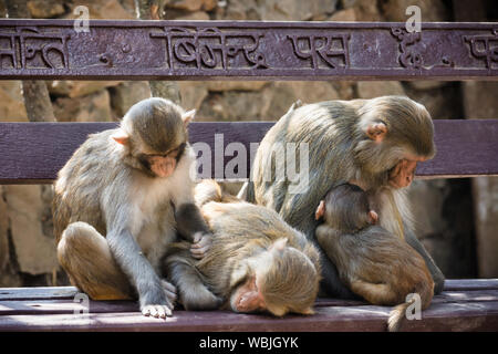 Macaque rhésus de groupe (Macaca mulatta) singes de dormir sur un banc de Swayambhunath, Népal Banque D'Images