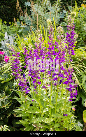 Floraison pourpre plante herbacée Lobeilia en bordure de jardin anglais. Banque D'Images