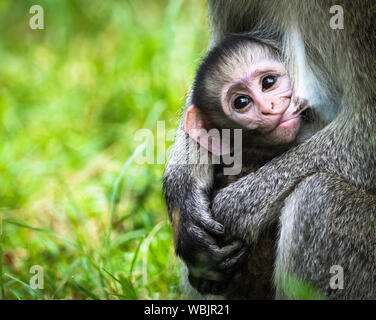 Un singe (Chlorocebus Pygerythrus) nourrir son bébé, Masai Mara, Kenya Banque D'Images