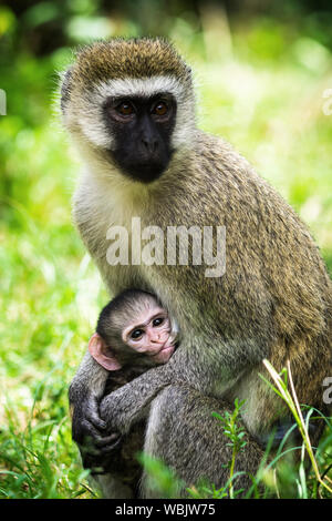 Un singe (Chlorocebus Pygerythrus) nourrir son bébé, Masai Mara, Kenya Banque D'Images