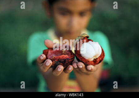 Asian Young boy holding Manggis ou du mangoustan Fruits tropicaux Banque D'Images