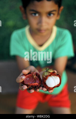 Asian Young boy holding Manggis ou du mangoustan Fruits tropicaux Banque D'Images