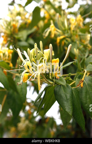 LONICERA SIMILIS VARIÉTÉ. DELAVAYI. HONEYSUCKLE Banque D'Images