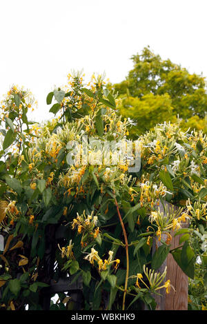 LONICERA SIMILIS VARIÉTÉ. DELAVAYI. HONEYSUCKLE Banque D'Images