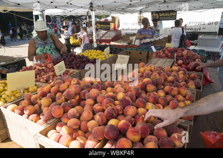 Les pêches fraîchement cueillis au Grand Army Plaza Farmers Market dans le quartier de Park Slope, Brooklyn, New York. Banque D'Images