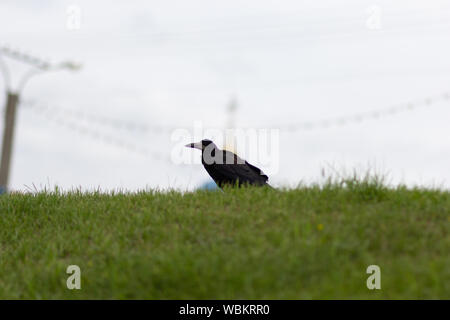 Noir corbeau sur l'herbe verte sur la colline à côté Banque D'Images