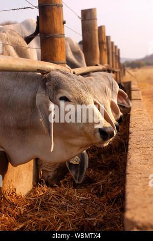 L'alimentation du bétail à un stylo, selective focus Banque D'Images
