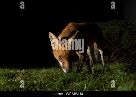 Angle bas, gros plan avant du renard roux urbain (Vulpes vulpes) isolé dans l'obscurité, buvant et ramassant sur la pelouse dans le jardin arrière du Royaume-Uni la nuit. Banque D'Images