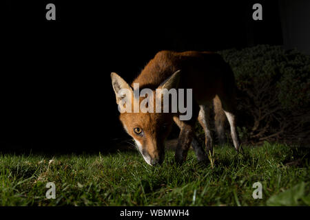 Angle bas, vue rapprochée de l'avant du renard roux urbain (Vulpes vulpes) isolé dans l'obscurité, fourrager sur la pelouse dans le jardin britannique la nuit. Banque D'Images