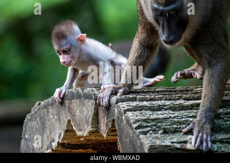 Les visiteurs ont eu l'occasion de photographier les jeunes (Mandrillus leucophaeus) dans le Zoo de Dvur Kralove, dans Dvur Kralove nad Labem, République tchèque, le 27 août, 2019. Le jeune percer, naît le 20 juillet, 2019. Le zoo a acquis un groupe de reproduction de sept membres de ces primates en 2015 par le zoo de Francfort. (CTK Photo/David Tanecek) Banque D'Images