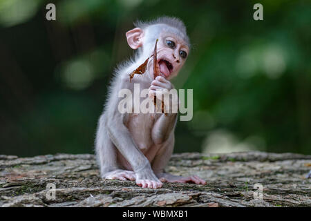 Les visiteurs ont eu l'occasion de photographier les jeunes (Mandrillus leucophaeus) dans le Zoo de Dvur Kralove, dans Dvur Kralove nad Labem, République tchèque, le 27 août, 2019. Le jeune percer, naît le 20 juillet, 2019. Le zoo a acquis un groupe de reproduction de sept membres de ces primates en 2015 par le zoo de Francfort. (CTK Photo/David Tanecek) Banque D'Images