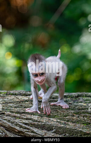 Le zoo de Dvur Kralove, République Tchèque.. Août 27, 2019. Les visiteurs ont eu l'occasion de photographier les jeunes (Mandrillus leucophaeus) dans le Zoo de Dvur Kralove, dans Dvur Kralove nad Labem, République tchèque, le 27 août, 2019. Le jeune percer, naît le 20 juillet, 2019. Le zoo a acquis un groupe de reproduction de sept membres de ces primates en 2015 par le zoo de Francfort. Photo : CTK/Alamy Live News Banque D'Images