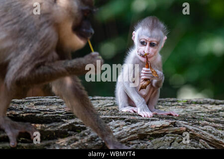 Le zoo de Dvur Kralove, République Tchèque.. Août 27, 2019. Les visiteurs ont eu l'occasion de photographier les jeunes (Mandrillus leucophaeus) dans le Zoo de Dvur Kralove, dans Dvur Kralove nad Labem, République tchèque, le 27 août, 2019. Le jeune percer, naît le 20 juillet, 2019. Le zoo a acquis un groupe de reproduction de sept membres de ces primates en 2015 par le zoo de Francfort. Photo : CTK/Alamy Live News Banque D'Images