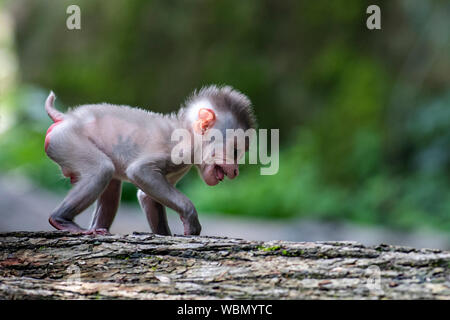 Le zoo de Dvur Kralove, République Tchèque.. Août 27, 2019. Les visiteurs ont eu l'occasion de photographier les jeunes (Mandrillus leucophaeus) dans le Zoo de Dvur Kralove, dans Dvur Kralove nad Labem, République tchèque, le 27 août, 2019. Le jeune percer, naît le 20 juillet, 2019. Le zoo a acquis un groupe de reproduction de sept membres de ces primates en 2015 par le zoo de Francfort. Photo : CTK/Alamy Live News Banque D'Images