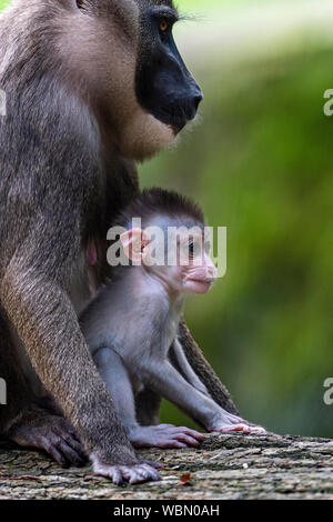 Le zoo de Dvur Kralove, République Tchèque.. Août 27, 2019. Les visiteurs ont eu l'occasion de photographier les jeunes (Mandrillus leucophaeus) dans le Zoo de Dvur Kralove, dans Dvur Kralove nad Labem, République tchèque, le 27 août, 2019. Le jeune percer, naît le 20 juillet, 2019. Le zoo a acquis un groupe de reproduction de sept membres de ces primates en 2015 par le zoo de Francfort. Photo : CTK/Alamy Live News Banque D'Images