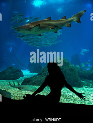 Silhouette d'une femme assise en face d'une fenêtre de visualisation à l'aquarium de Lisbonne, Portugal. Banque D'Images