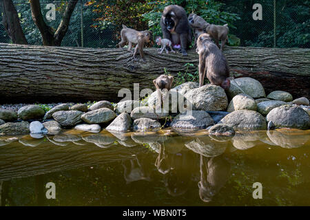 Le zoo de Dvur Kralove, République Tchèque.. Août 27, 2019. Les visiteurs ont eu l'occasion de photographier les jeunes (Mandrillus leucophaeus) dans le Zoo de Dvur Kralove, dans Dvur Kralove nad Labem, République tchèque, le 27 août, 2019. Le jeune percer, naît le 20 juillet, 2019. Le zoo a acquis un groupe de reproduction de sept membres de ces primates en 2015 par le zoo de Francfort. Photo : CTK/Alamy Live News Banque D'Images