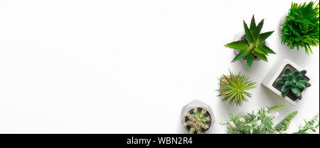 Mini plantes succulentes en pot sur fond blanc Banque D'Images