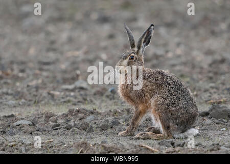 Lièvre brun / lièvre européen / Feldhase (Lepus europaeus ) assis sur un champ labouré, à regarder, de la faune, de l'Europe. Banque D'Images