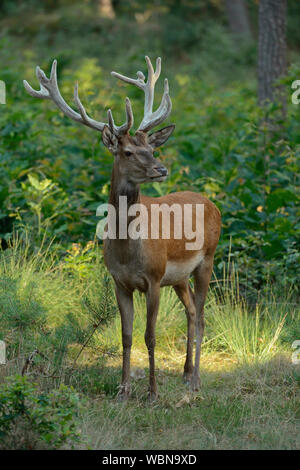 Red Deer (Cervus elaphus), homme, cerf, les bois de velours sur, se dresse sur une petite clairière dans une forêt mixte, regarder, belle lumière du soir, l'Europe. Banque D'Images