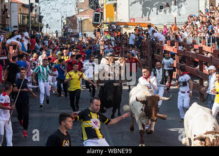 San Sebastian de los Reyes, Madrid, Espagne. 27 août 2019. Les personnes en cours d'exécution avec des mâles au cours de la première journée de la courses de taureaux ('encierros') dans la municipalité de San Sebastian de los Reyes, près de Madrid, également connu sous le nom de 'little Pampelune'. Credit : Marcos del Mazo/Alamy Live News Banque D'Images